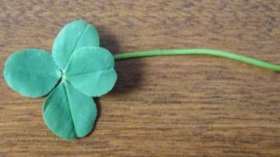 A Four Leafed Clover