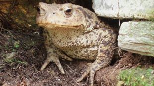 Fairies Can Disguise Themselves As Birds, Toads Or Butterflies