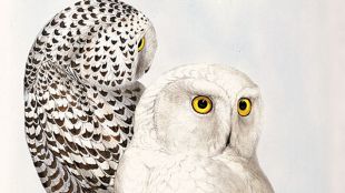 Snowy Owl (Nyctea scandiaca) By Edward Lear