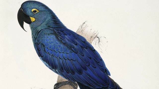 Lear's Macaw (Anodorhynchus Leari)