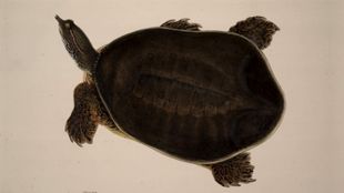 Lear's Painting Of A Turtle