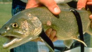 Lamprey Eels On A Fish