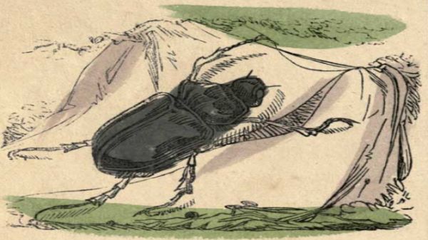 Beetle Making A Shroud